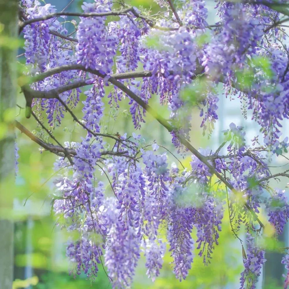 Wisteria flower seeds