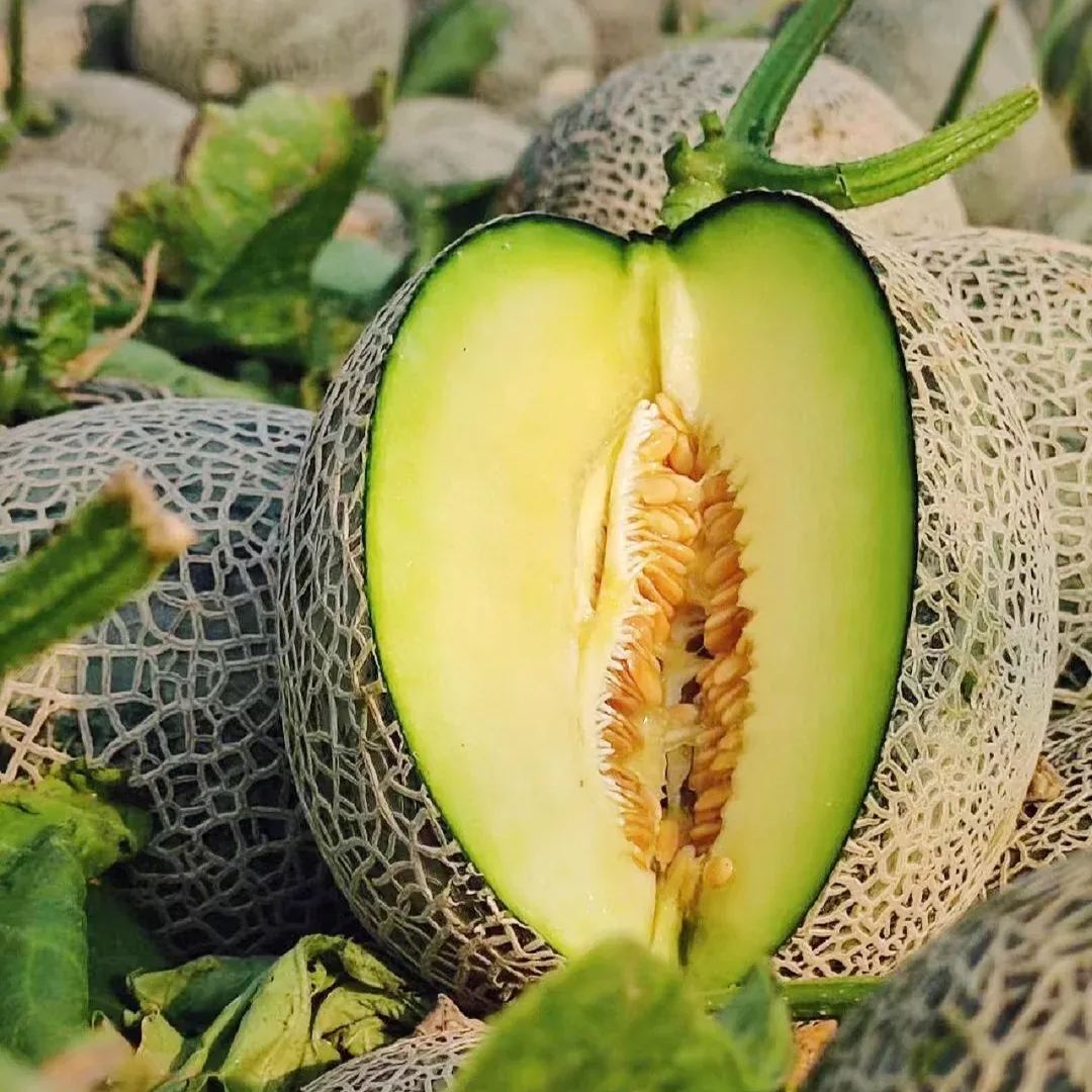 Netted Muskmelon Seeds, Japanese Melon Seeds