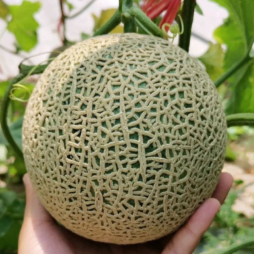 Netted Muskmelon Seeds, Japanese Melon Seeds