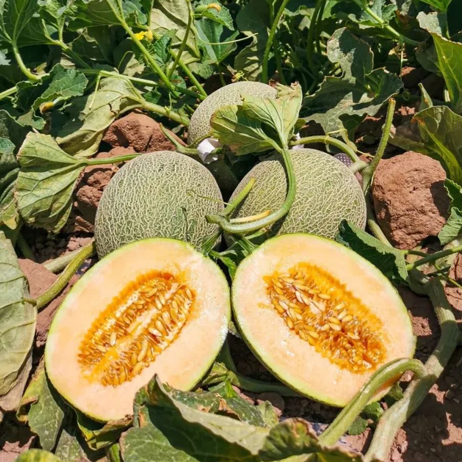 Netted Muskmelon Seeds, Japanese Melon Seeds