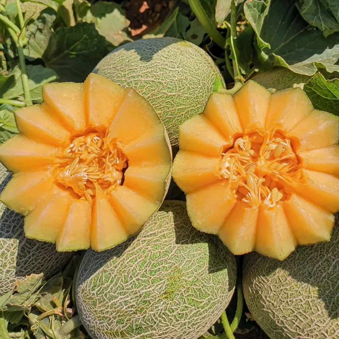 Netted Muskmelon Seeds, Japanese Melon Seeds