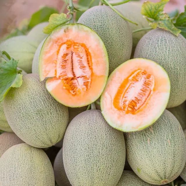 Netted Muskmelon Seeds, Japanese Melon Seeds