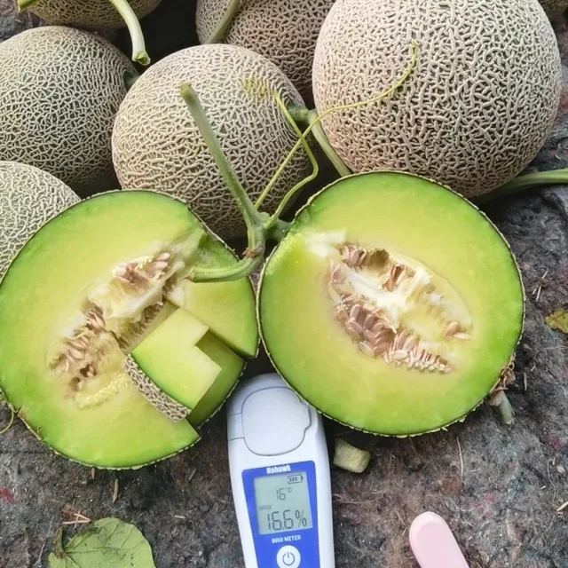 Netted Muskmelon Seeds, Japanese Melon Seeds