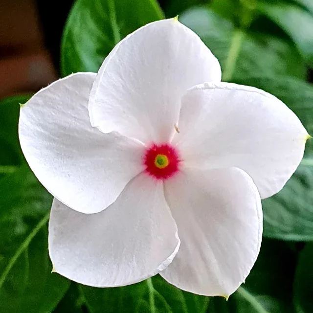 Periwinkle Seeds, Vinca Seeds