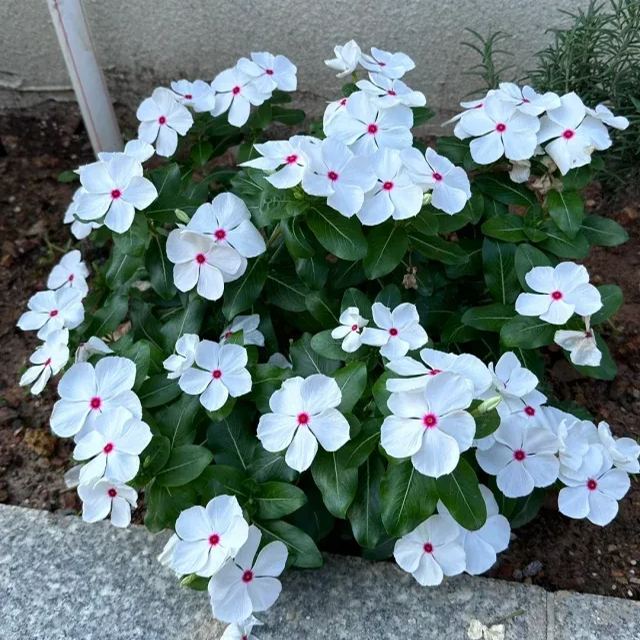 Periwinkle Seeds, Vinca Seeds