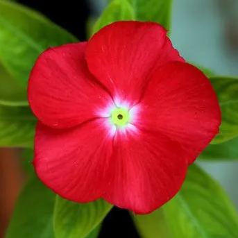 Periwinkle Seeds, Vinca Seeds