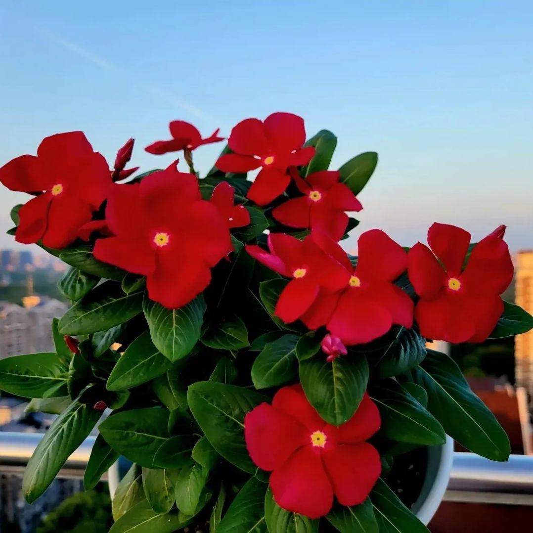Periwinkle Seeds, Vinca Seeds