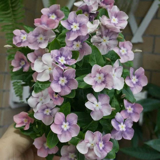 Periwinkle Seeds, Vinca Seeds