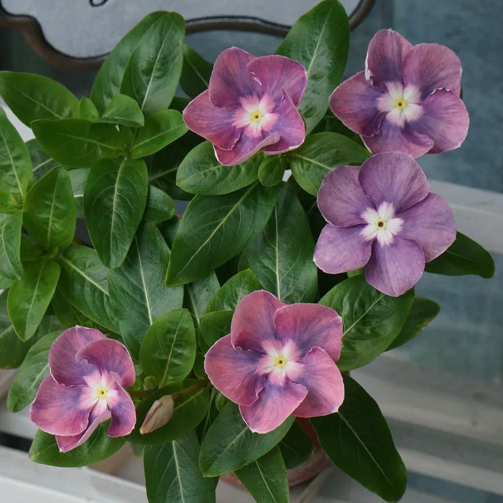Periwinkle Seeds, Vinca Seeds