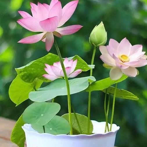 💖Rabatt zum halben Preis✨Bow Lotus🌱Einfach zu züchten