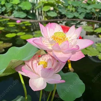 💖Rabatt zum halben Preis✨Bow Lotus🌱Einfach zu züchten