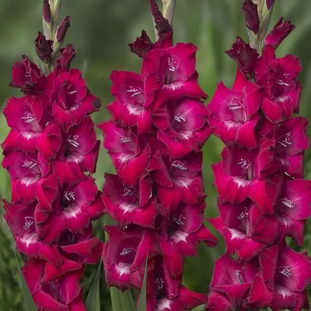 Gladiolus Mix Flower Bulbs