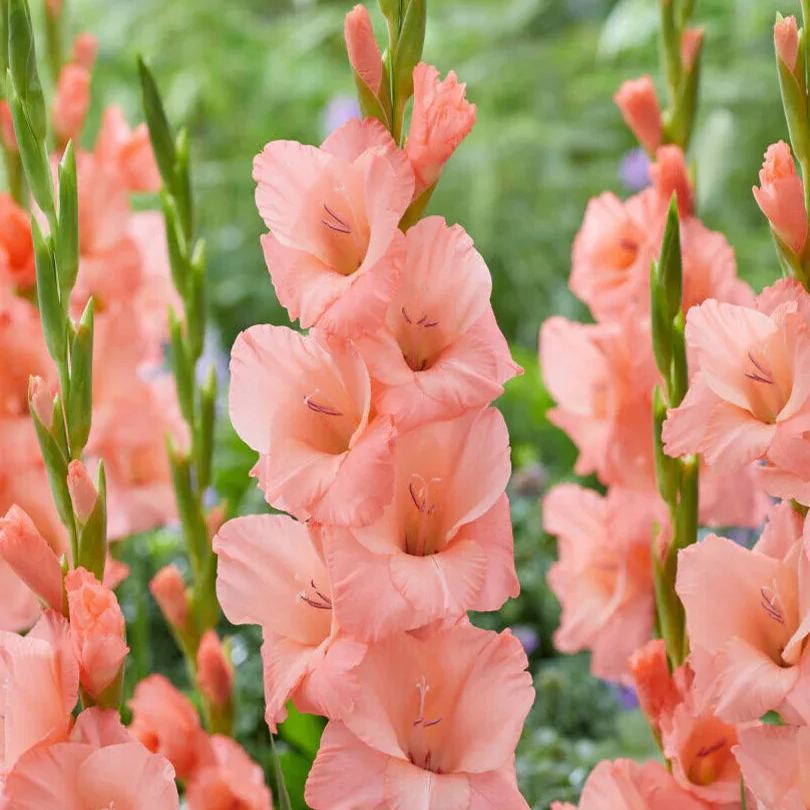 Gladiolus Mix Flower Bulbs