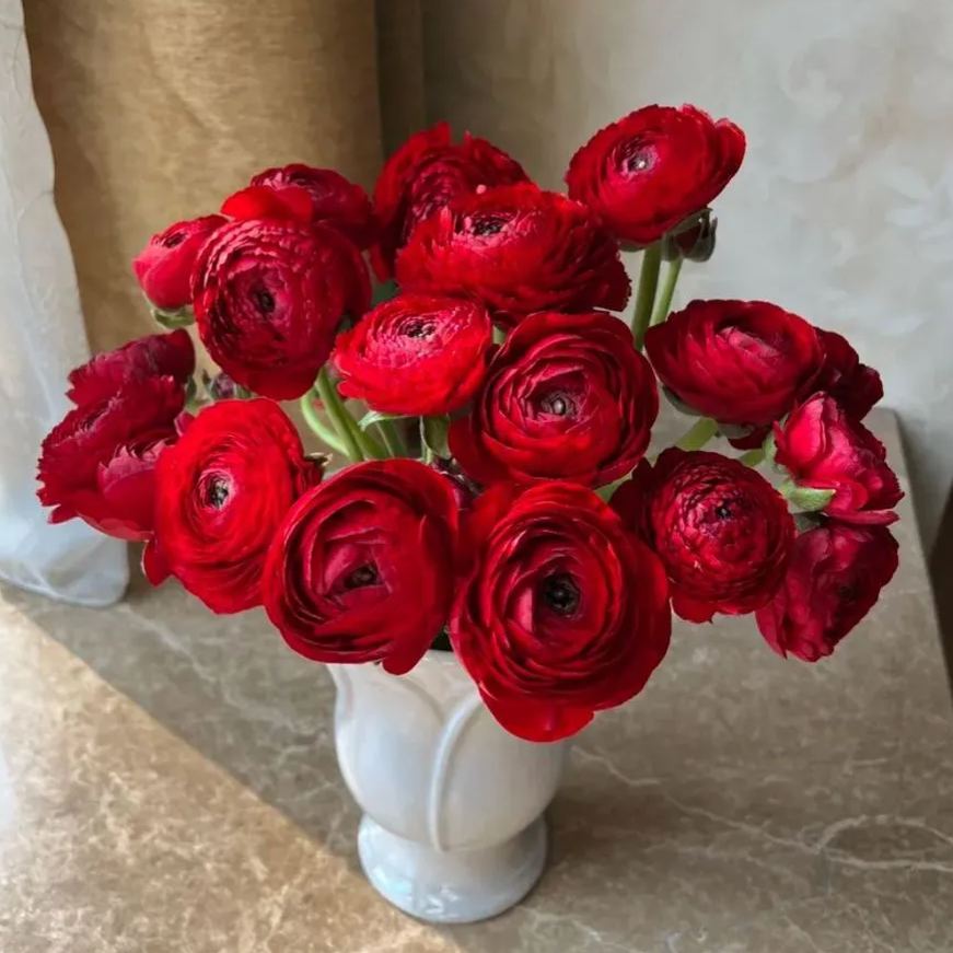 🔥53% OFF Mixed Color Ranunculus Bulbs