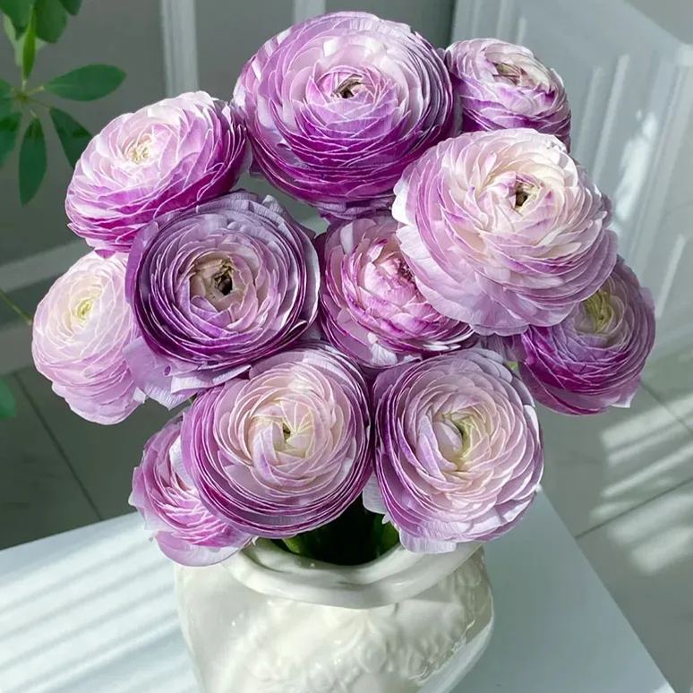 🔥53% OFF Mixed Color Ranunculus Bulbs