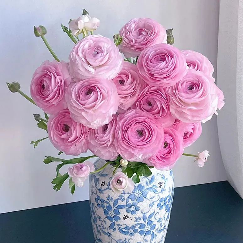 🔥53% OFF Mixed Color Ranunculus Bulbs