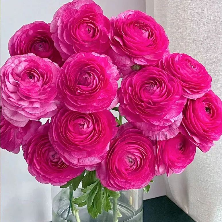 🔥53% OFF Mixed Color Ranunculus Bulbs
