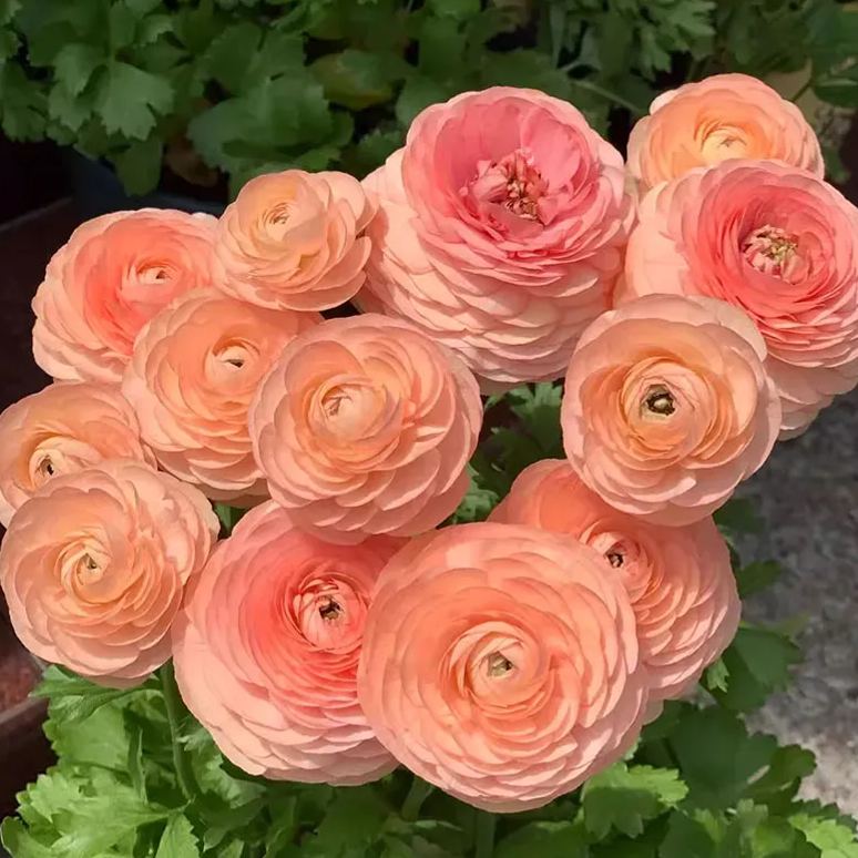 🔥53% OFF Mixed Color Ranunculus Bulbs
