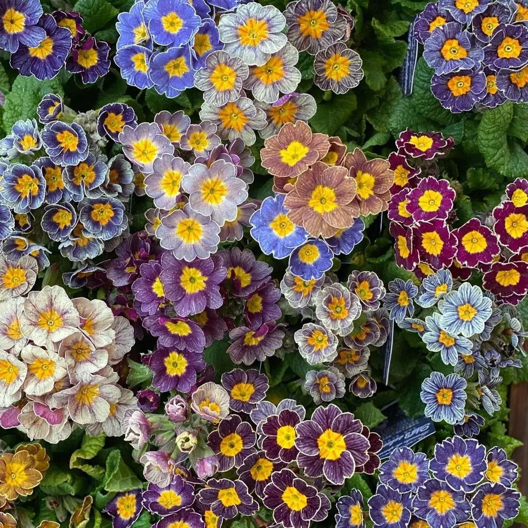 Primula Malacoides Seeds, Primrose Seeds-chloriseeds