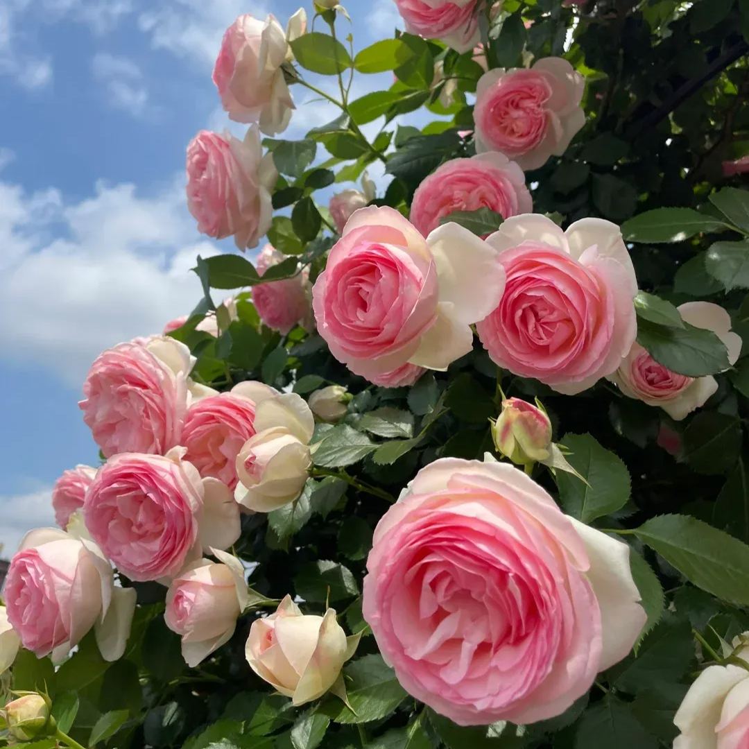 Multicolor Climbing Rose