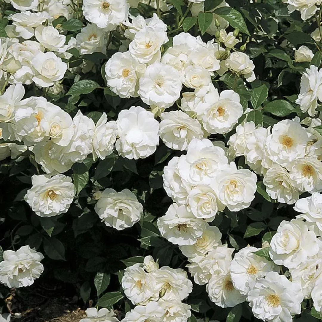 Multicolor Climbing Rose