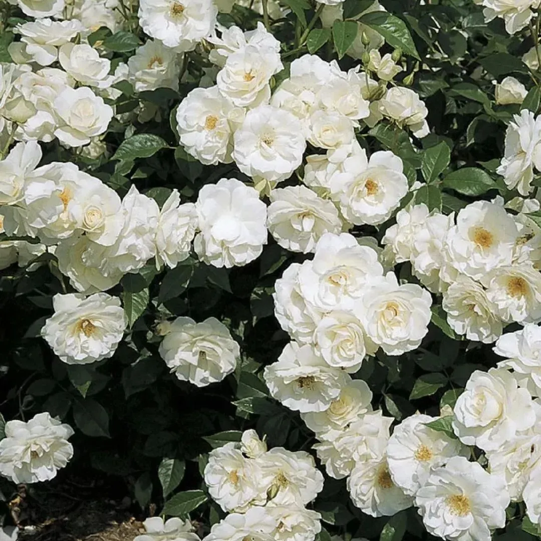 Mixed Beautiful Climbing Rose Seeds