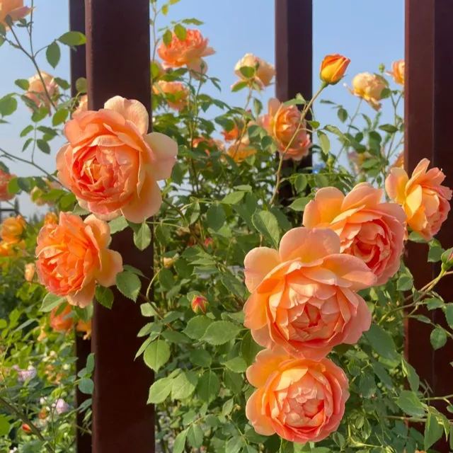 Multicolor Climbing Rose