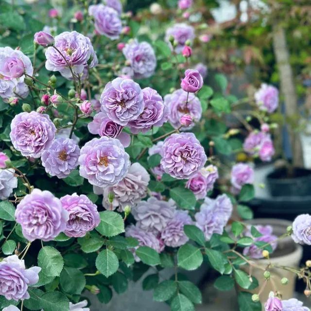 Multicolor Climbing Rose