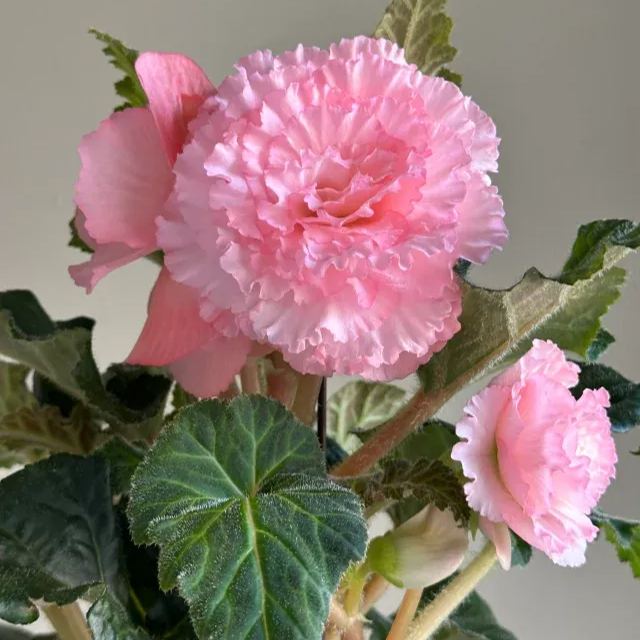 Begonia Tuberhybrida Seeds