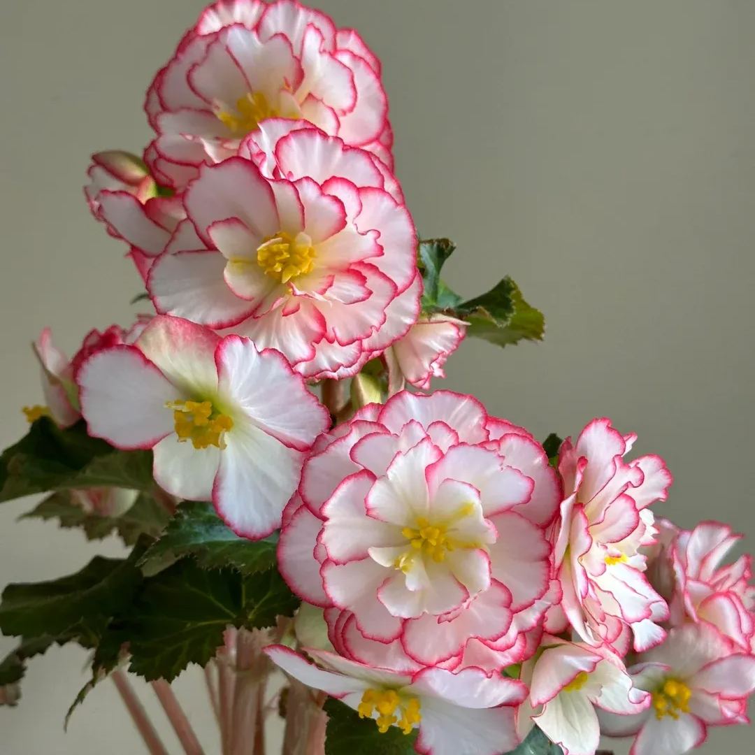 Begonia Tuberhybrida Seeds