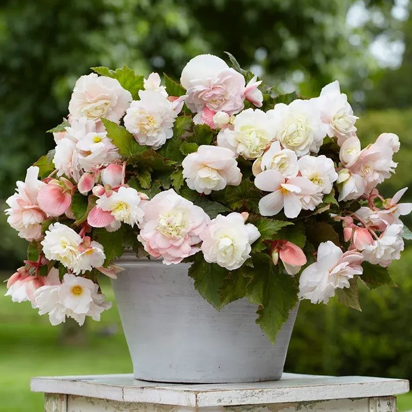Begonia Tuberhybrida Seeds