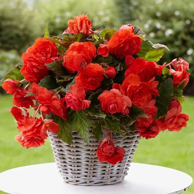 Begonia Tuberhybrida Seeds