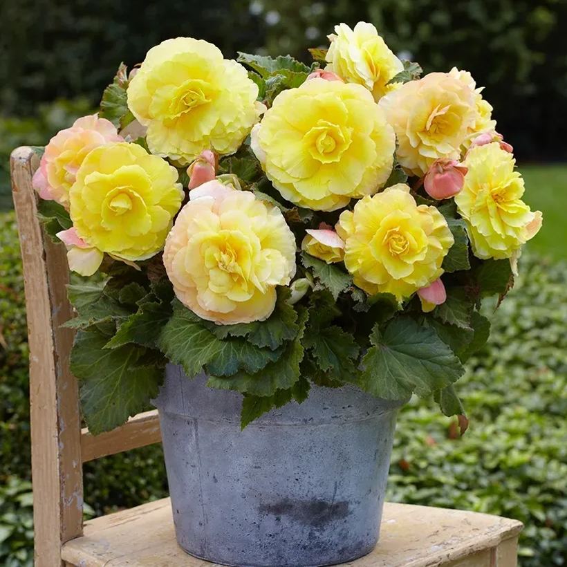 Begonia Tuberhybrida Seeds