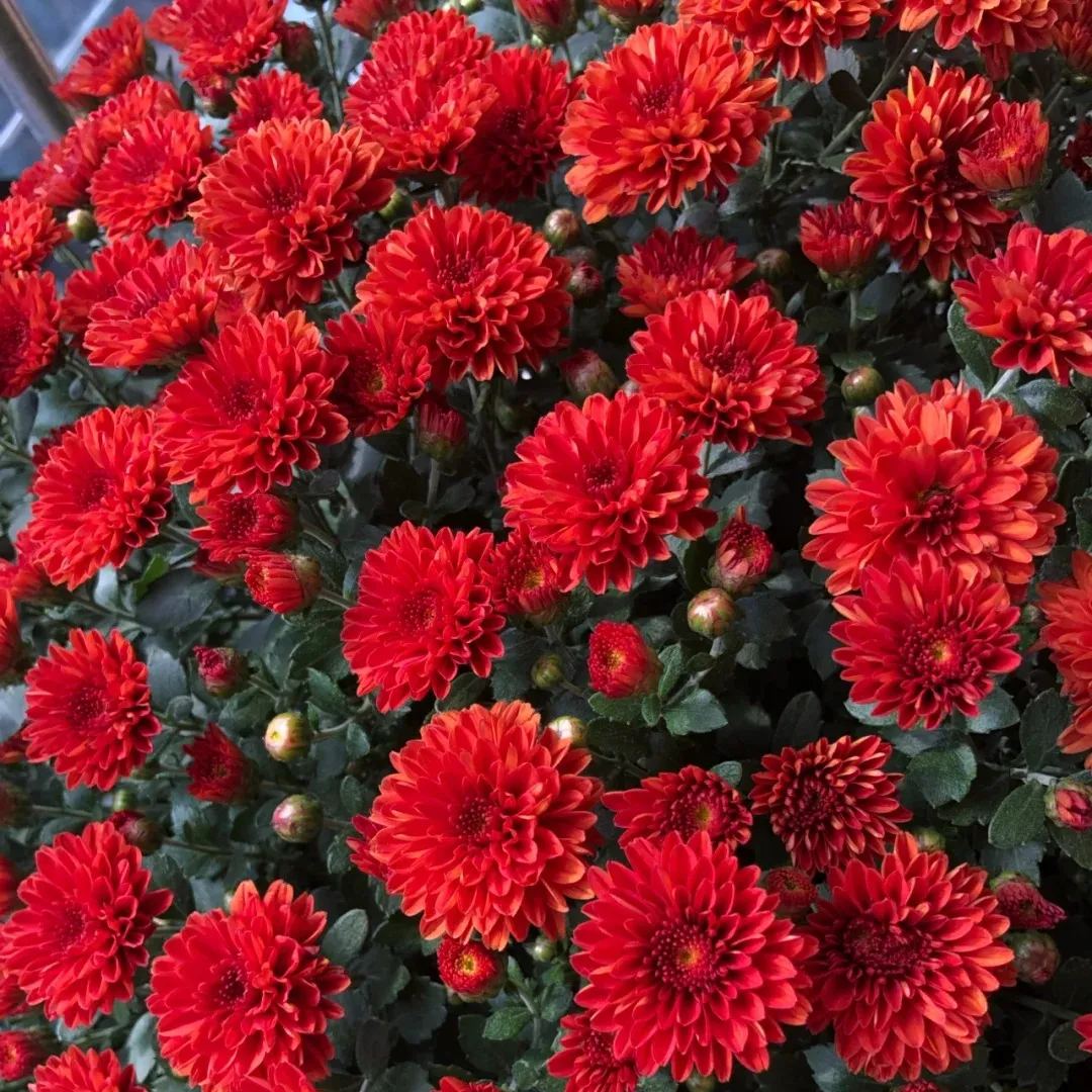 💥Hot-selling products🌼Candy chrysanthemum🌈Colorful chrysanthemum