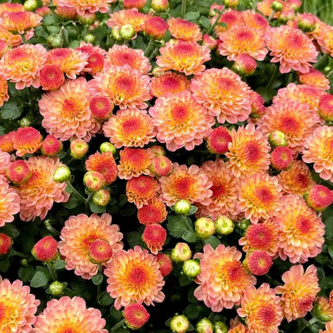 💥Hot-selling products🌼Candy chrysanthemum🌈Colorful chrysanthemum