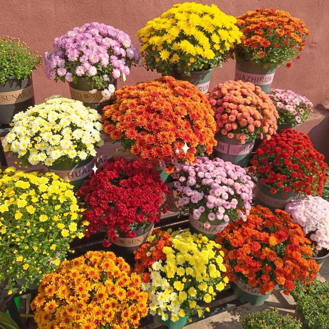 💥Hot-selling products🌼Candy chrysanthemum🌈Colorful chrysanthemum