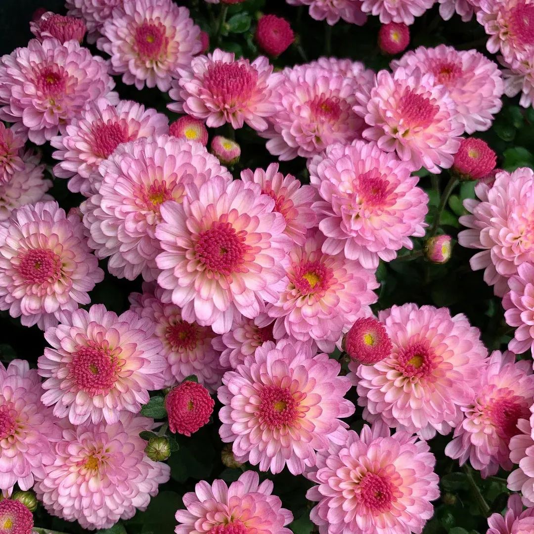 💥Hot-selling products🌼Candy chrysanthemum🌈Colorful chrysanthemum