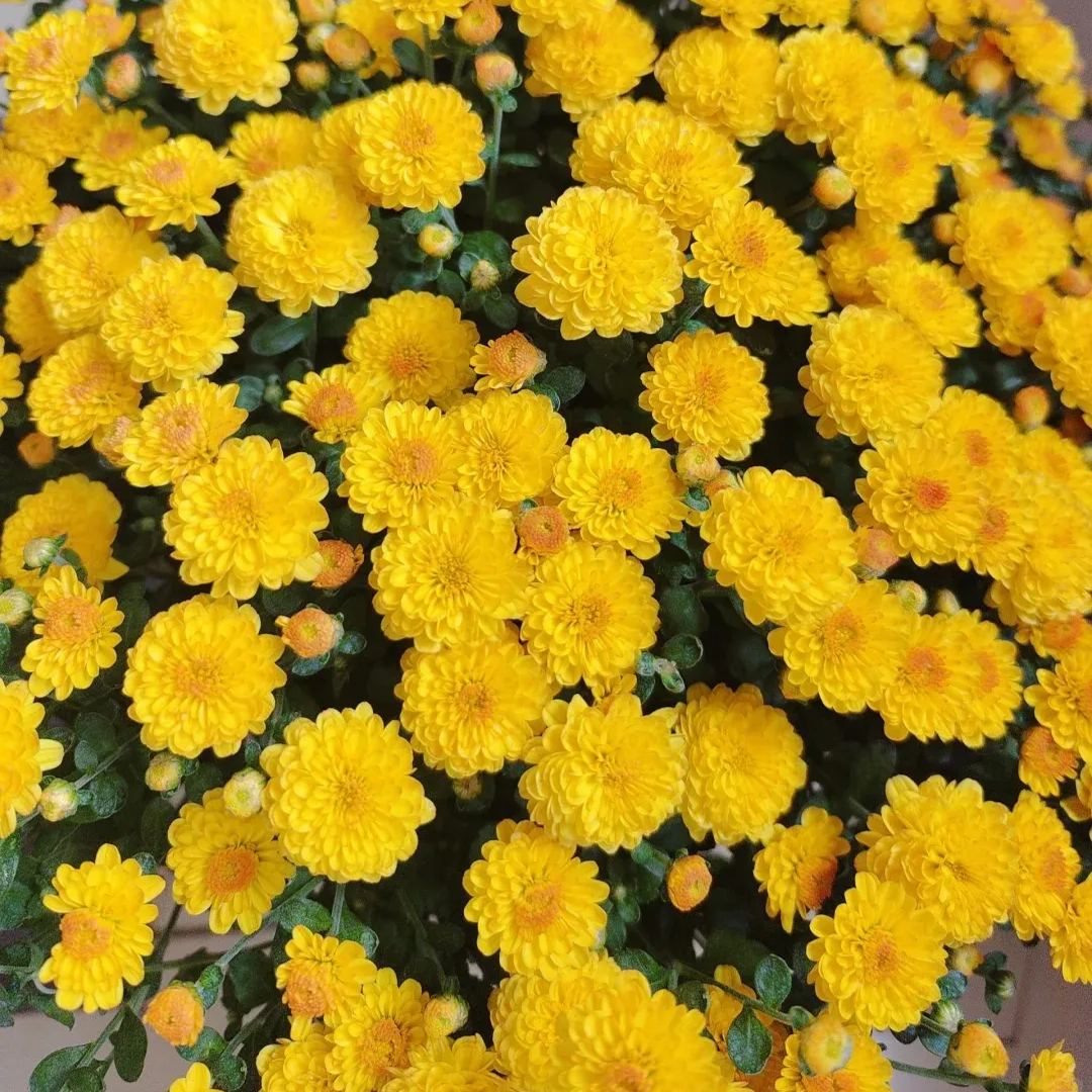 💥Hot-selling products🌼Candy chrysanthemum🌈Colorful chrysanthemum