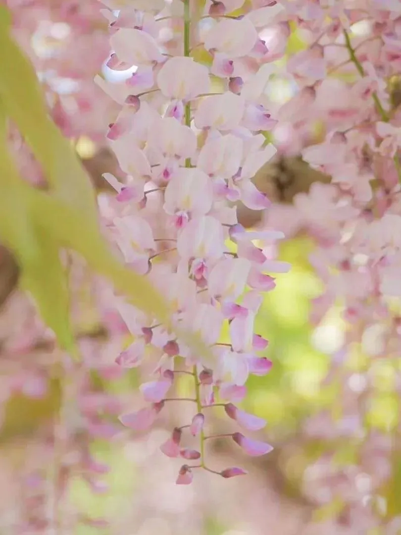 🚨50% DI SCONTO🚀Venditissimi💜Semi di vite di glicine viola