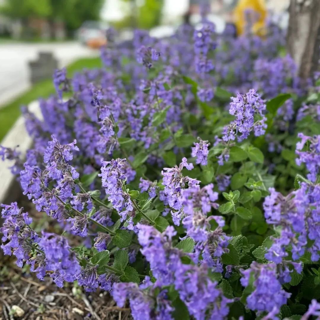 Ornamental And Edible Mint Varieties Seeds