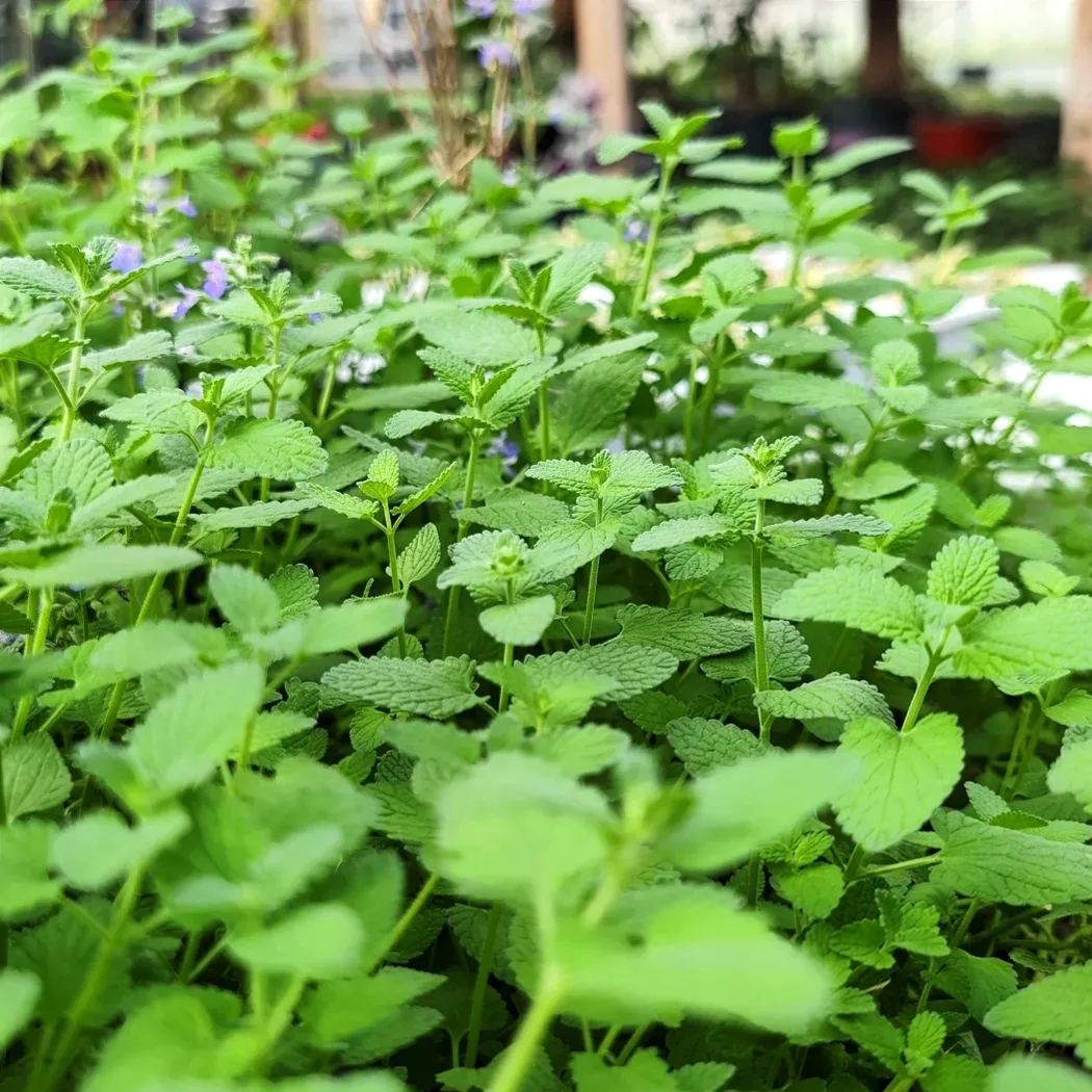 Ornamental And Edible Mint Varieties Seeds