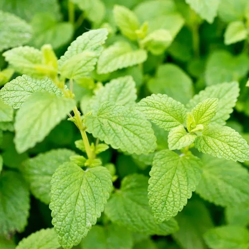 Ornamental and edible mint seeds to repel mosquitoes