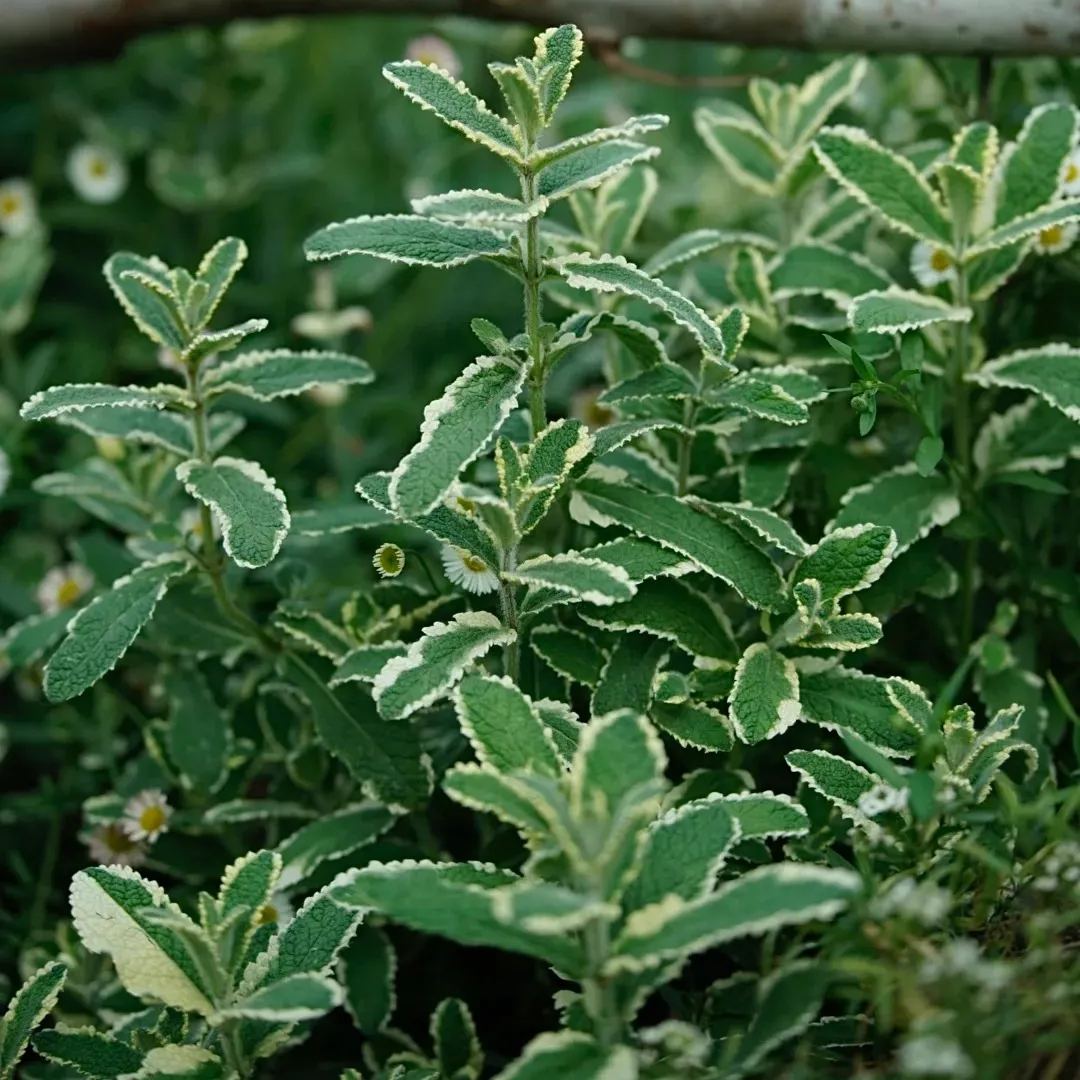 Ornamental and edible mint seeds to repel mosquitoes