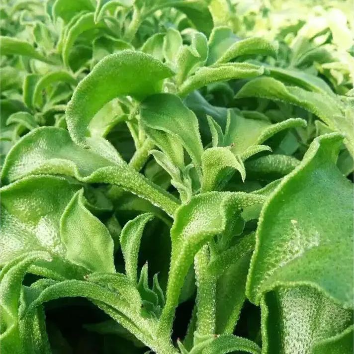 Organic Crystalline Iceplant❄️-Enjoy Natural salty flavor