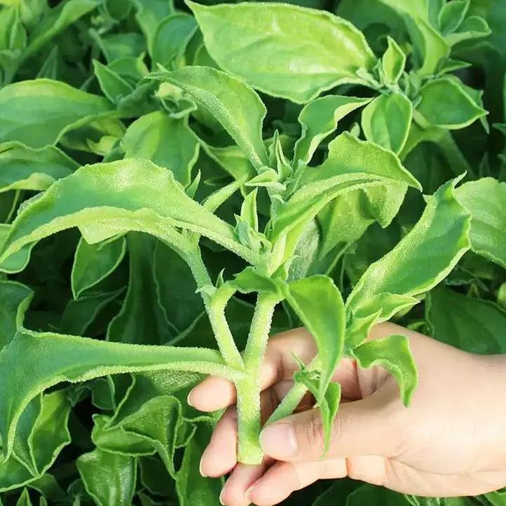 Organic Crystalline Iceplant❄️-Enjoy Natural salty flavor