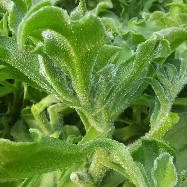 Organic Crystalline Iceplant❄️-Enjoy Natural salty flavor
