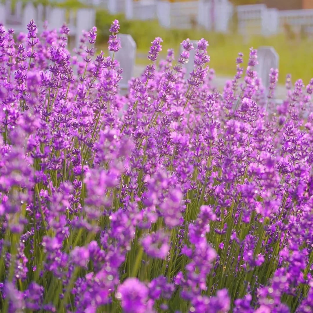Perennial Lavender Seeds