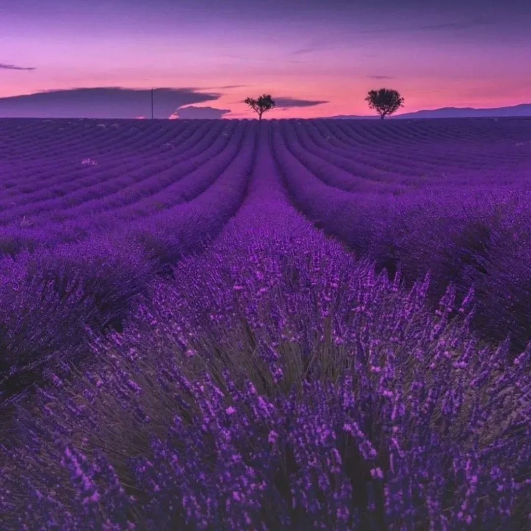 Perennial Lavender Seeds