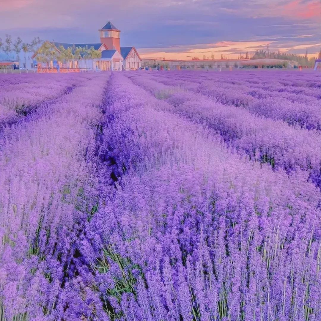 Perennial Lavender Seeds