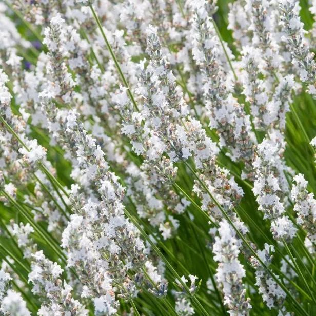 Perennial Lavender Seeds